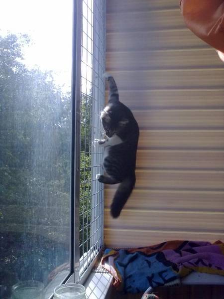 Где искать кошку, которая выпала в окно - gafki.ru