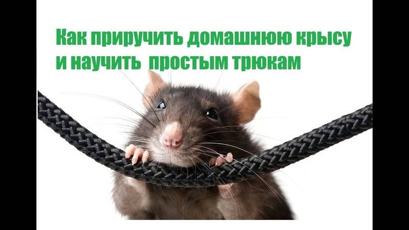 Дрессированные крысы: как в домашних условиях научить грызуна выполнять команды и трюки