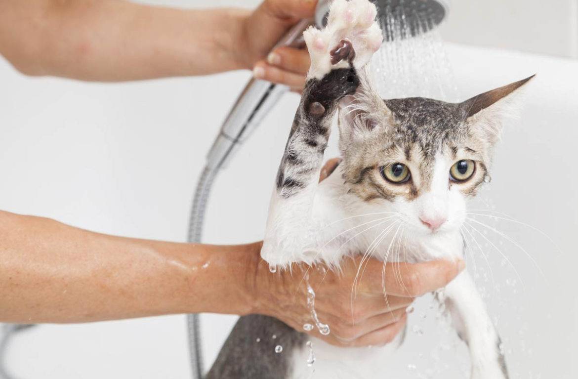 Кот после кастрации: как ухаживать за животным в первые дни, когда его можно кормить и мыть?