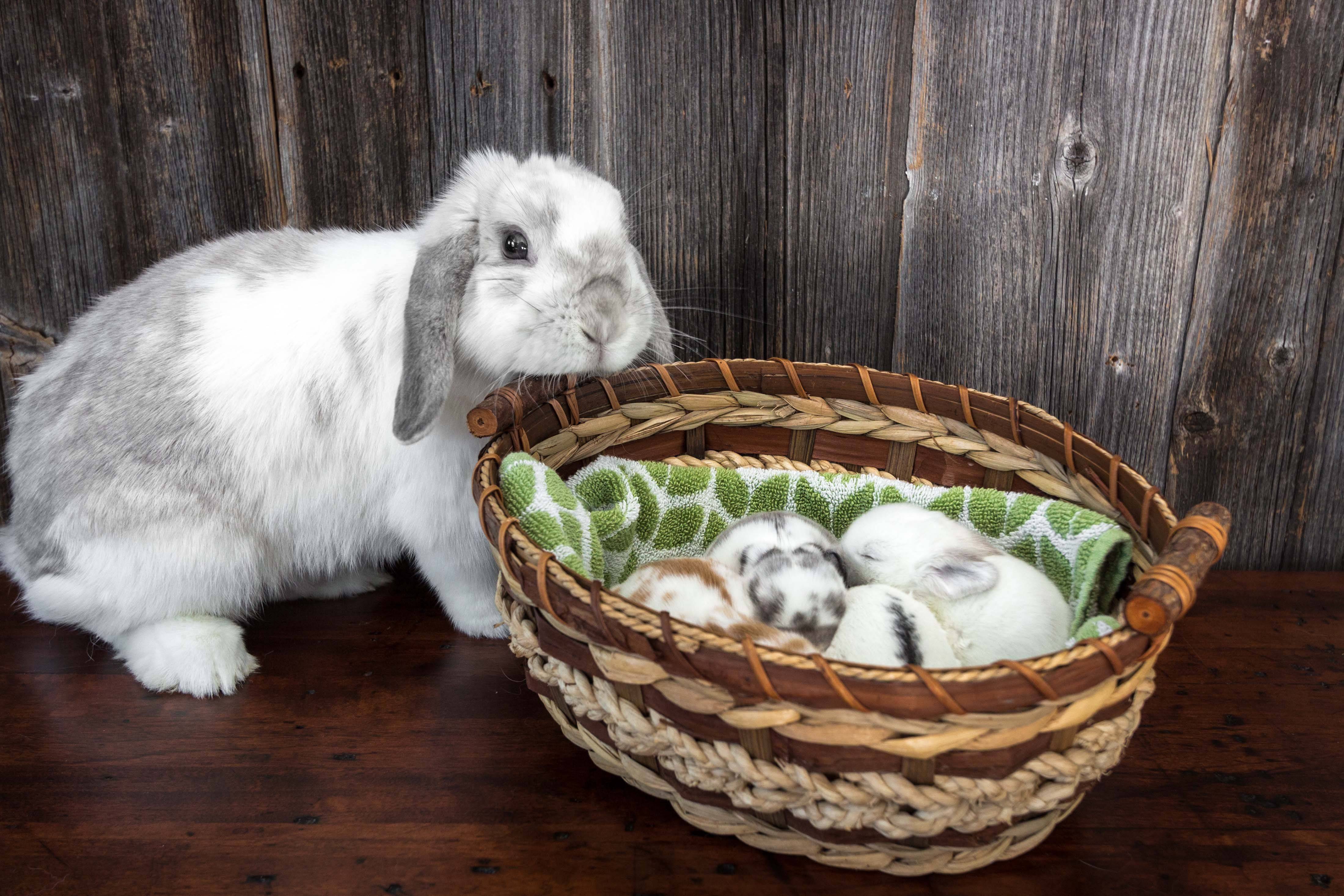 Декоративные кролики: содержание и уход. чем кормить кроликов в домашних условиях? :: syl.ru