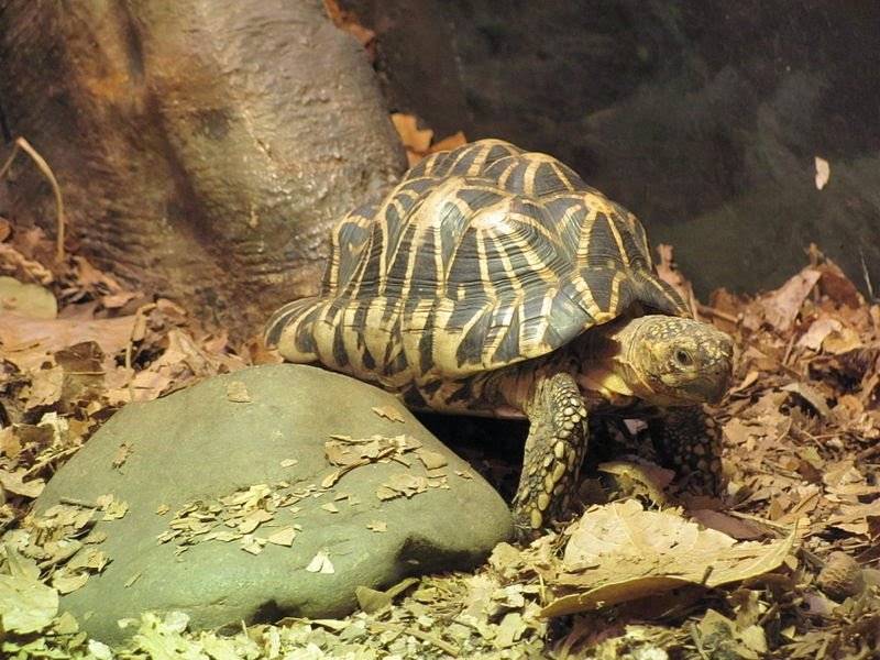 Зелёная черепаха — животное красной книги зелёная черепаха