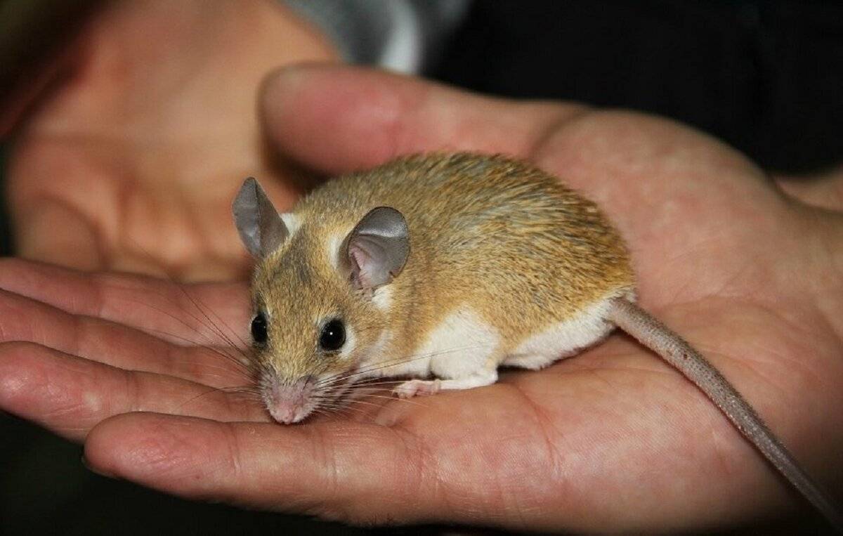 Иглистая мышь: содержание дома египетской игольчатой мышки, фото без кожи, почему во время опасности скидывает свою шкуру