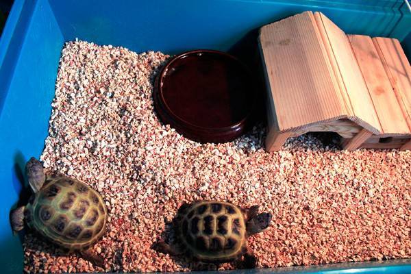 ᐉ кормушки и поилки для сухопутных и красноухих черепах, как выбрать или сделать своими руками - zoopalitra-spb.ru