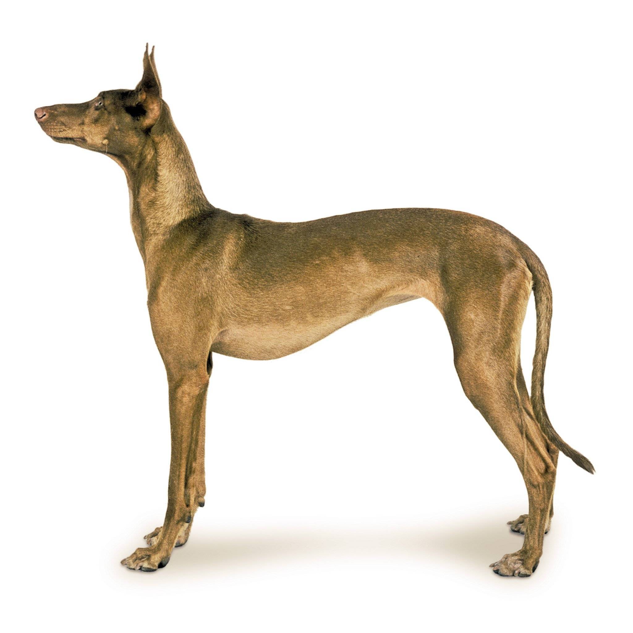 Добродушная и спортивная собака египетская фараонова: особенности породы