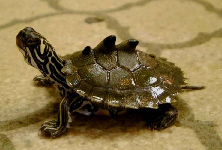 Интересные факты о черепахах
