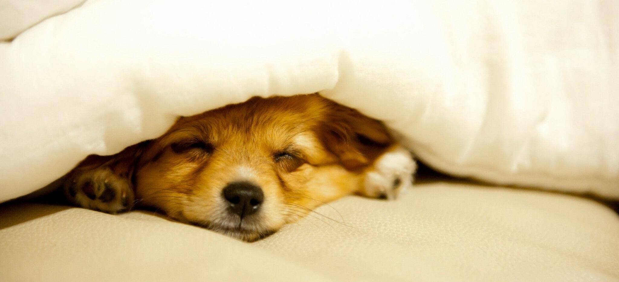 Как быстро уложить собаку спать: инструкция по приучению щенка ко сну ночью