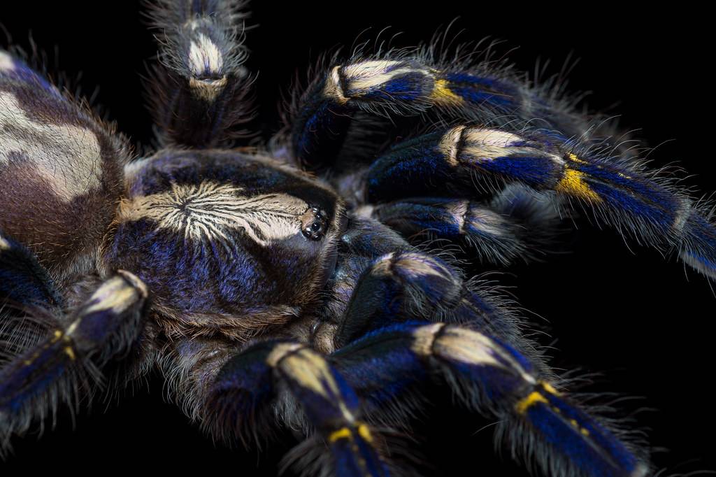 Индийский украшенный паук, или пецилотерия регалис