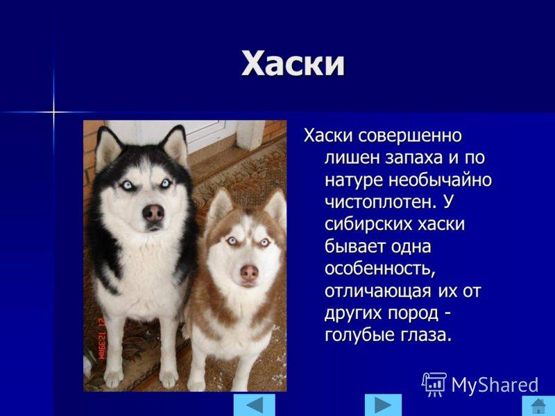 Характер собаки породы сибирский хаски