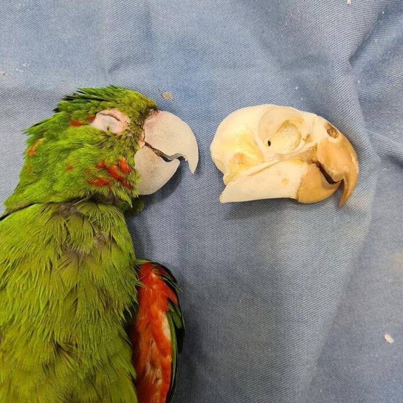 Ученые выяснили, что попугаи кеа способны заразительно смеяться