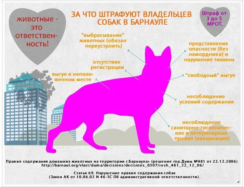 Собака в доме по православию — отношение церкви к собакам