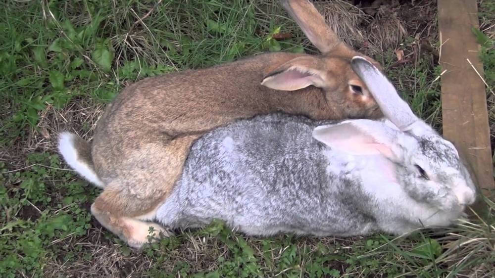 Спаривание и случка кроликов: как и когда подпускать крольчиху, технология случки в домашних условиях