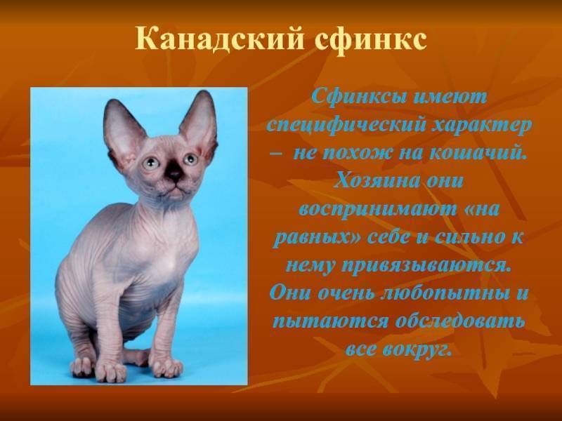 Сфинкс — порода кошек: история, описание породы, характер, имена