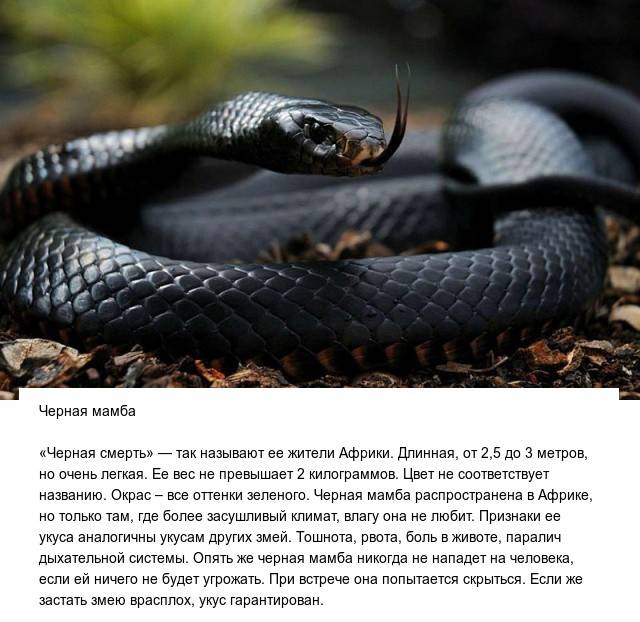 Топ-10 самых опасных змей мира
