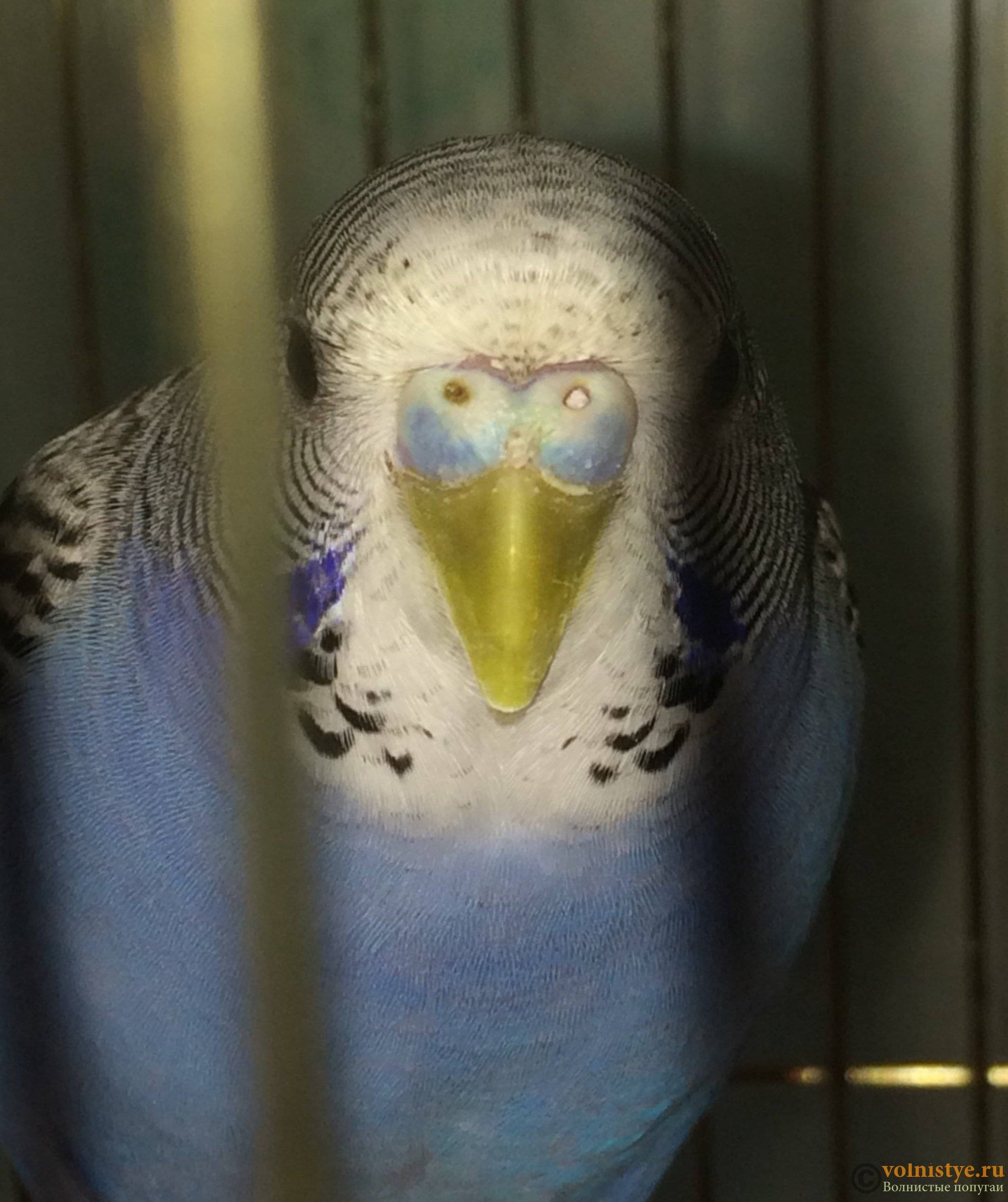 Волнистые попугаи: как приручить к рукам и сделать так, чтобы питомец перестал вас бояться? :: syl.ru