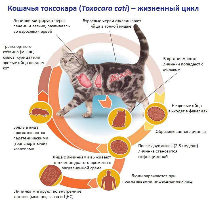 Анемия у кошек: виды, причины, симптомы и лечение