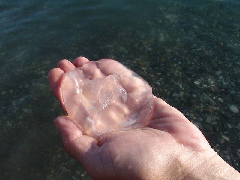 Когда появляются медузы в море?