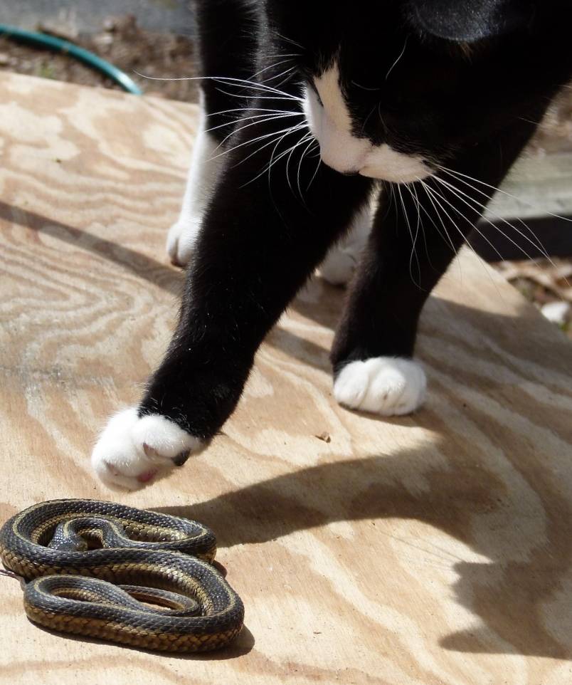 Кошку укусила змея: что делать, симптомы