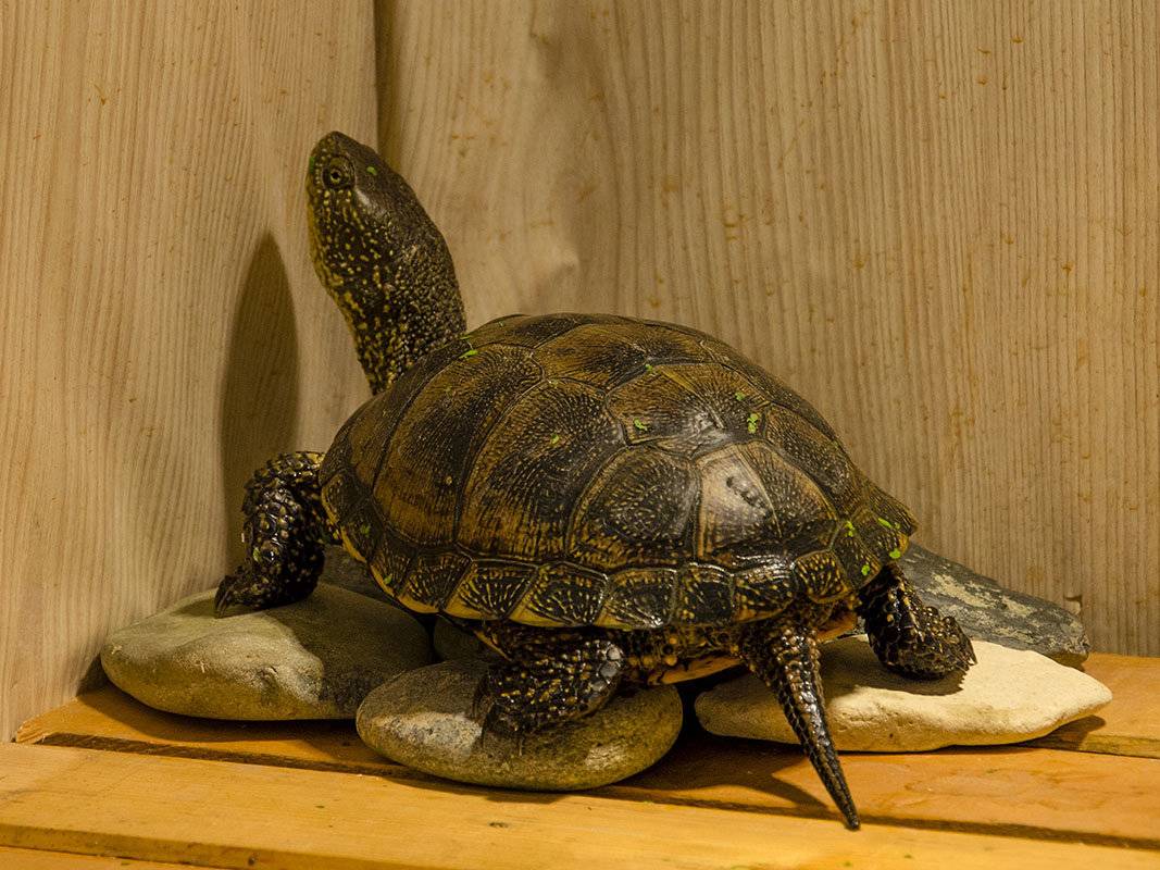 Европейская болотная черепаха: как содержать в домашних условиях, уход, чем питается и сколько живет