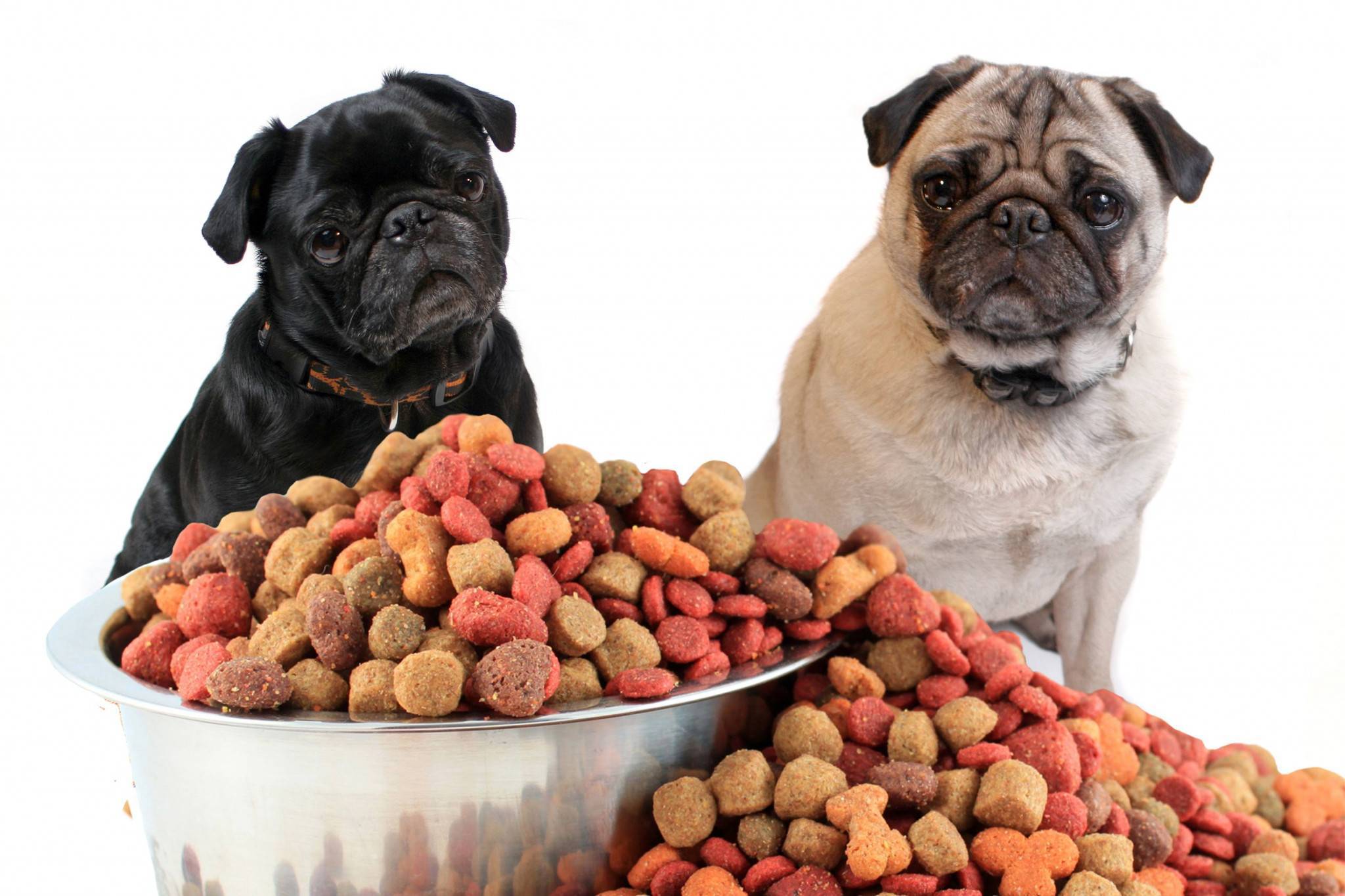 Сухой корм для собак: польза или вред для вашего питомца?