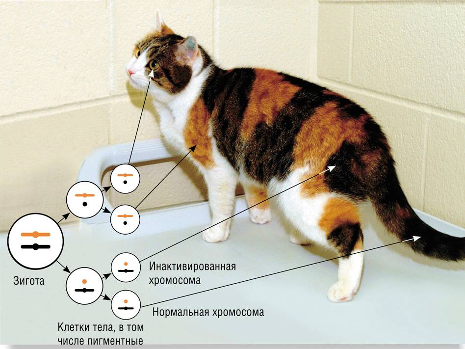 Характер кошек различных пород, темперамент и поведение