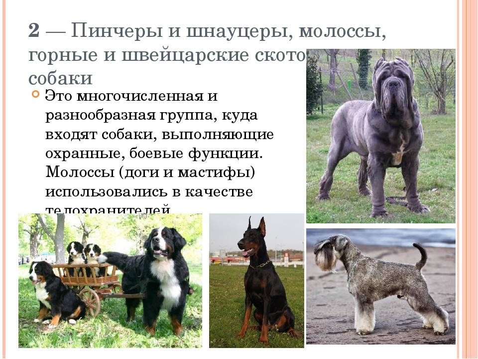 Древнейшие породы собак. 10 старейших или самые древние породы собак в мире. - petstime.ru