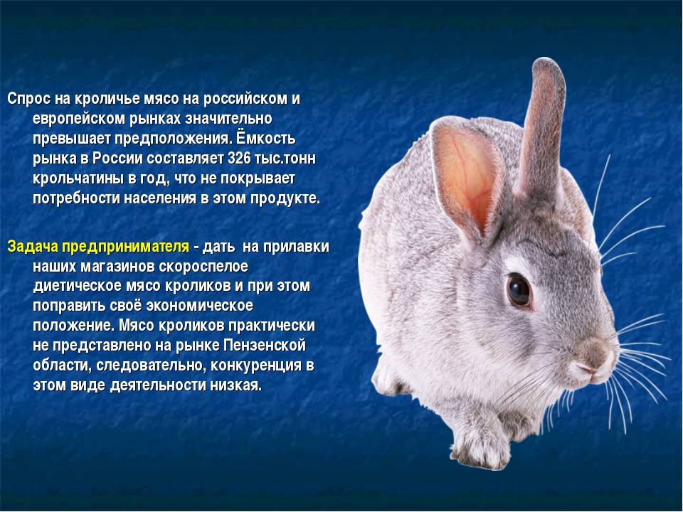 27 интересных фактов о кроликах