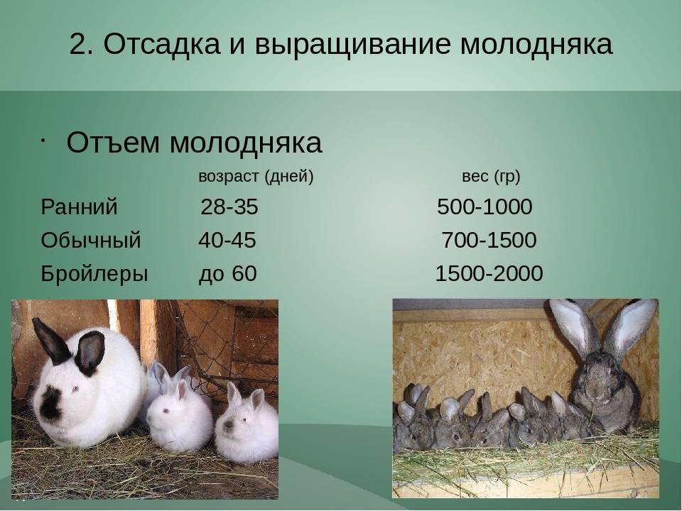 Сколько раз в день и как крольчиха кормит крольчат?