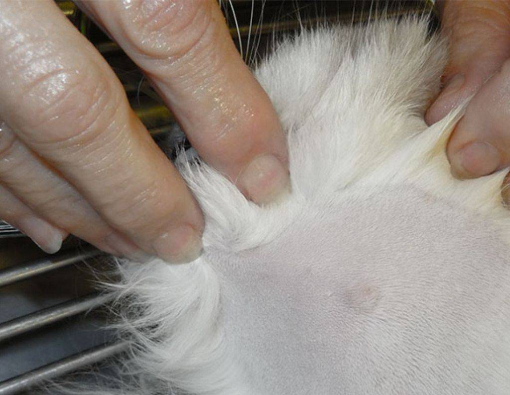После стерилизации у кошки на животе шишка: причины, способы лечения | ваши питомцы
