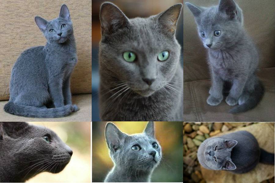 Породные стандарты русской голубой кошки