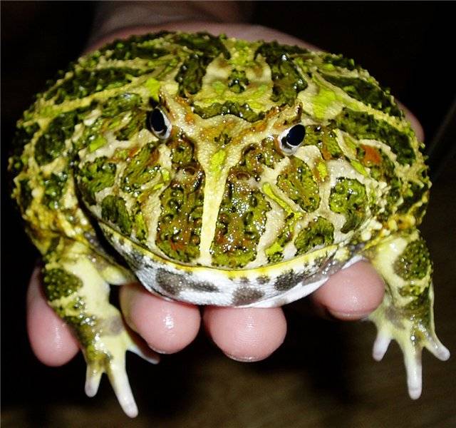 Травяная лягушка (фото): как выглядит, где обитает, чем питается и интересные факты