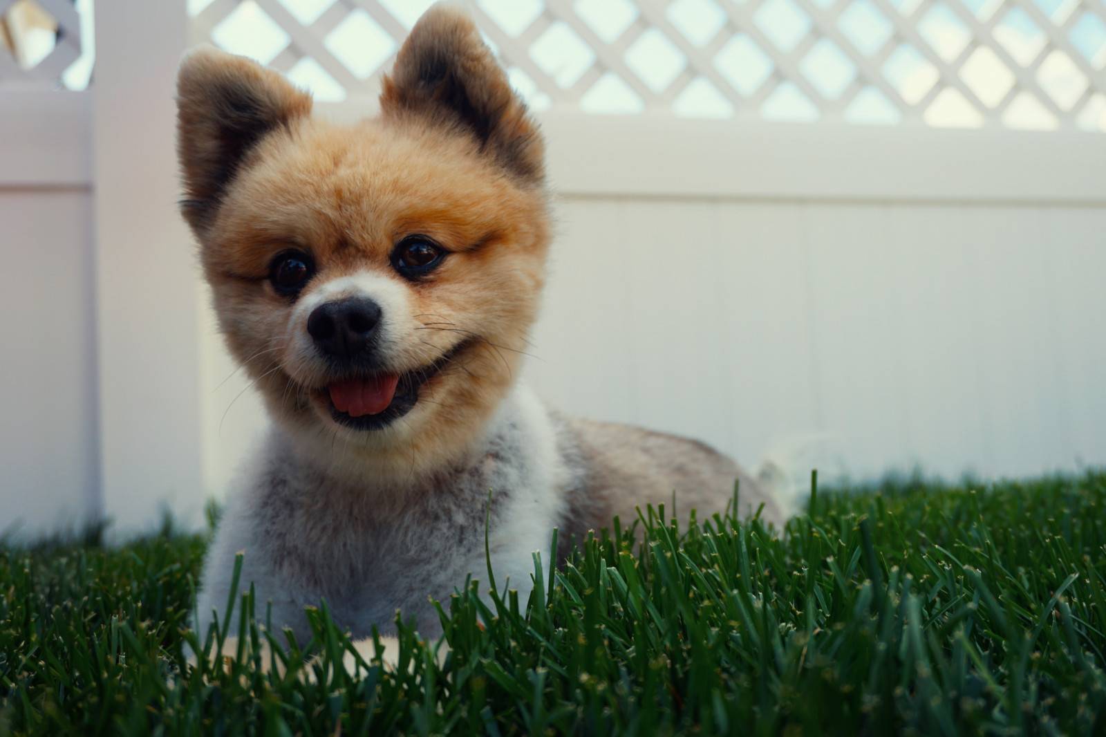 Самые красивые породы собак в мире с фото