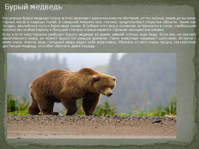 Бурый медведь: образ жизни и зимняя спячка. интересные факты