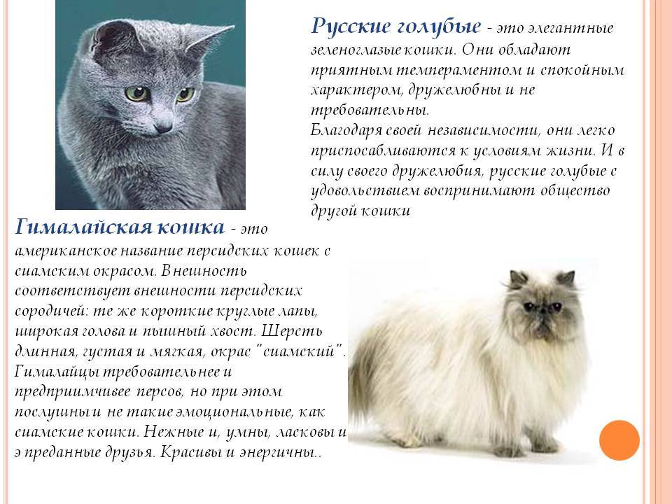 Сибирская кошка - фото, описание породы, характер, особенности ухода, окрасы, цена