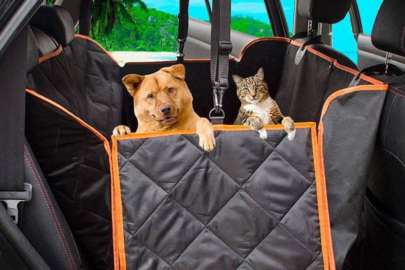 Как перевезти кошку в автомобиле: советы по транспортировке
как перевезти кошку в автомобиле: советы по транспортировке