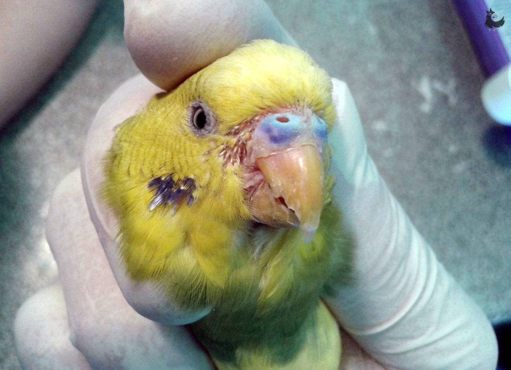 Клещ у волнистого попугая: виды, симптомы, лечение