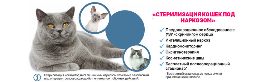 В каком возрасте лучше стерилизовать кошку, когда этого не надо делать: советы ветеринаров, плюсы и минусы стерилизации