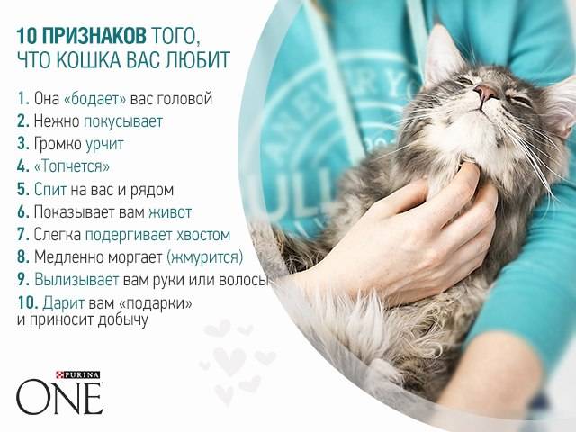 Как понять, что кошка вас любит