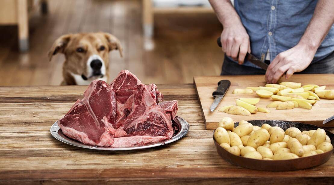 Картофель для собак – особенности составления рациона питомца