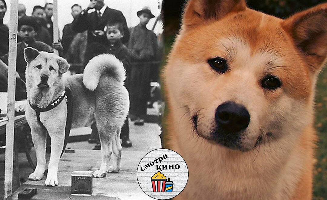 Порода собаки из фильма "хатико": фото и название, описание характера - animallist.ru