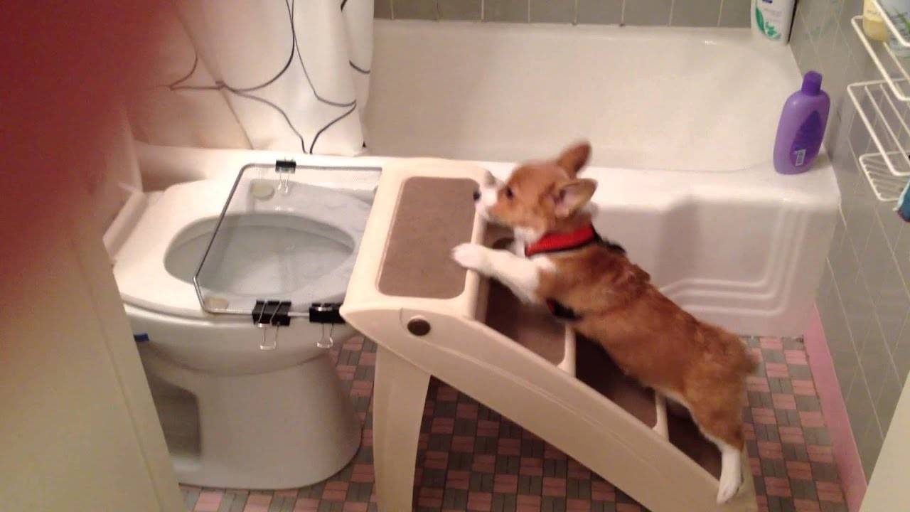 Как приучить собаку к туалету на улице? приучение щенка или взрослой собаки к туалету :: syl.ru