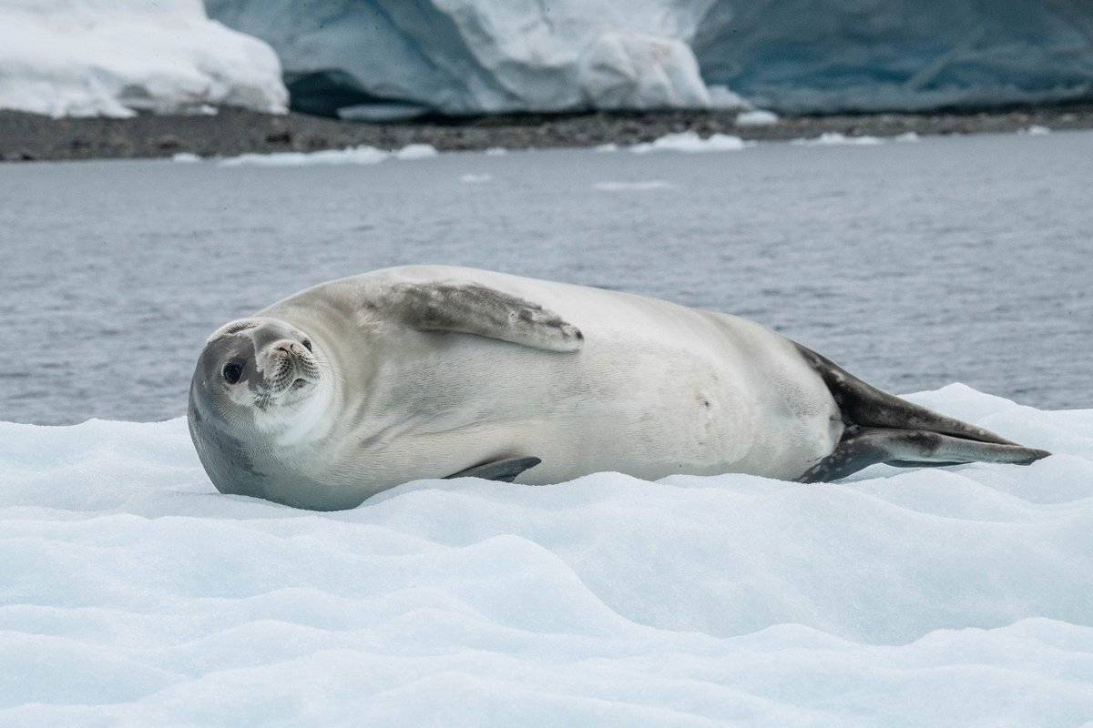 Животный мир антарктики – список, виды, характеристика и фото фауны континента