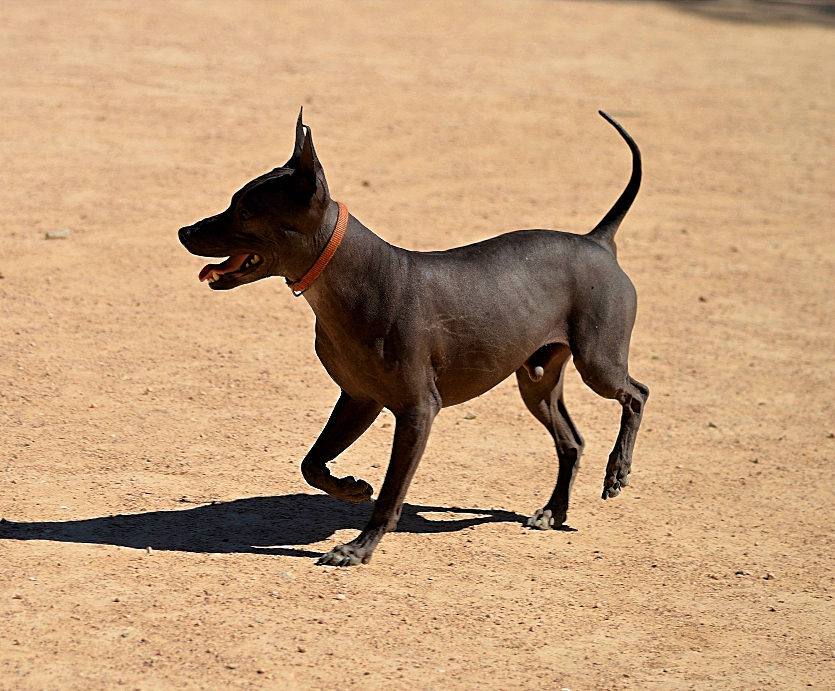 Бедлингтон-терьер: фото, описание породы, щенки, характеристика, размеры, стандарт собаки, стоимость