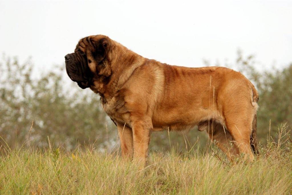 Испанский мастиф - описание породы и характер собаки