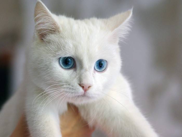 Почему белые кошки бывают глухими, и как тогда их правильно воспитывать
