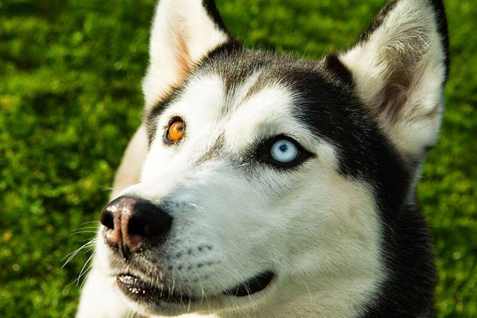 Порода собак хаски с карими глазами
