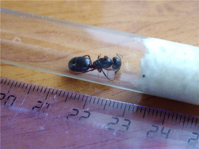 Как отличить муравьиную матку?