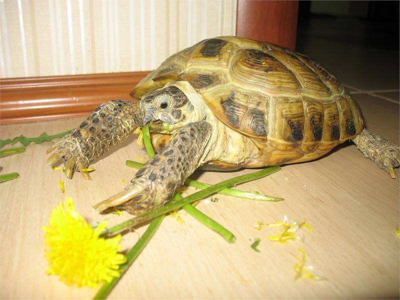 Сухопутная черепаха в домашних условиях