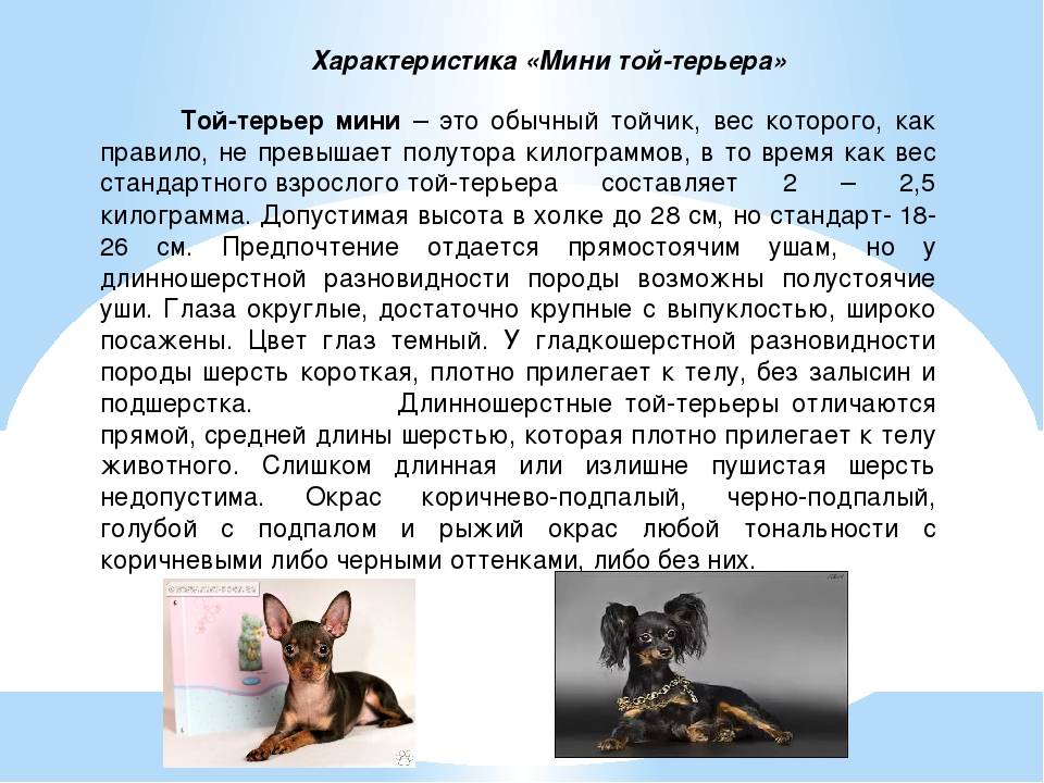 Московский дракон описание породы, уход и содержание, отзывы, выбор щенка, фото