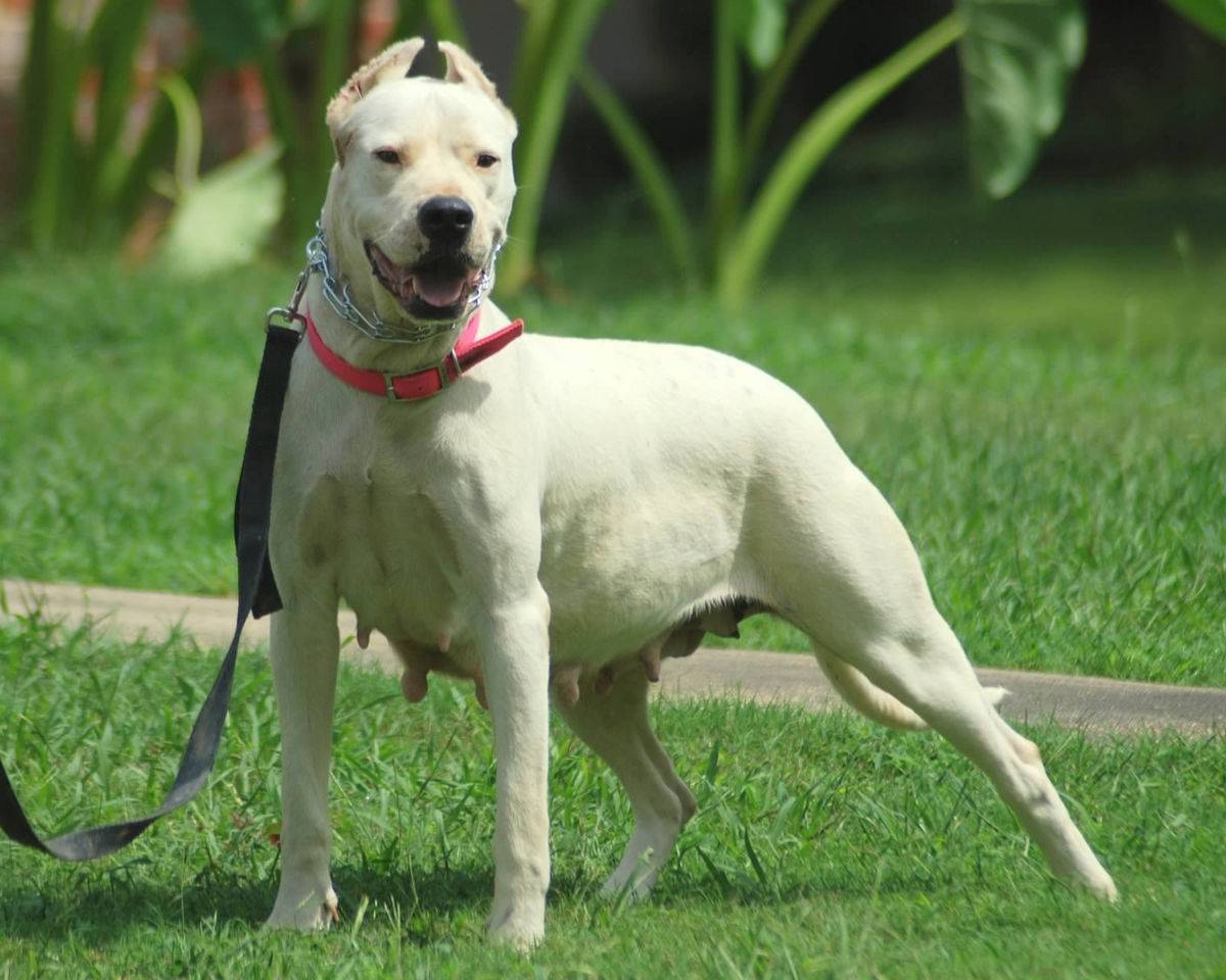 ᐉ характеристика породы собак гуль донг, правила содержания животного - zoovet24.ru