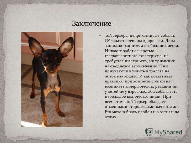 Московская сторожевая описание, плюсы и минусы, выбор щенка, питомники.